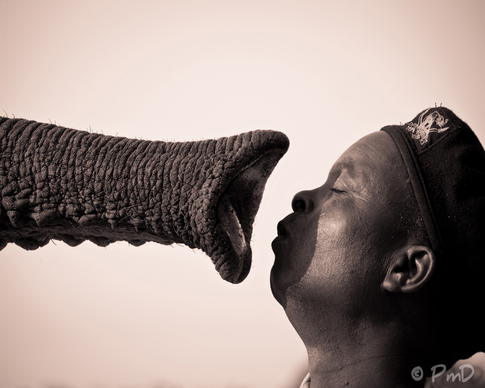 elephant and man
